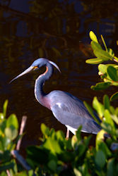 Little Blue Heron